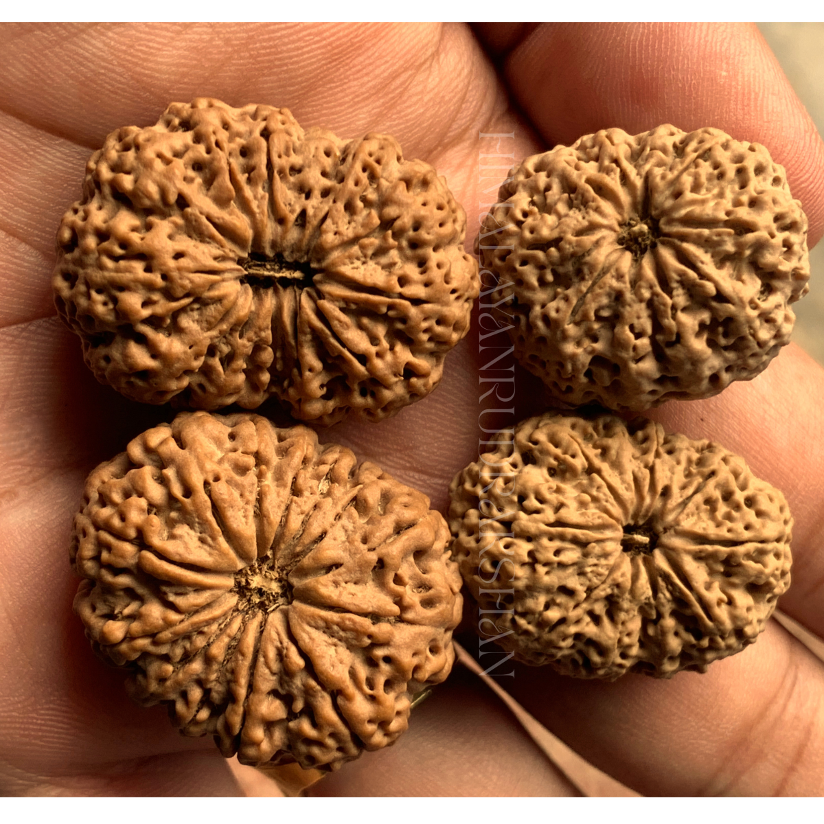 11-12 mukhi