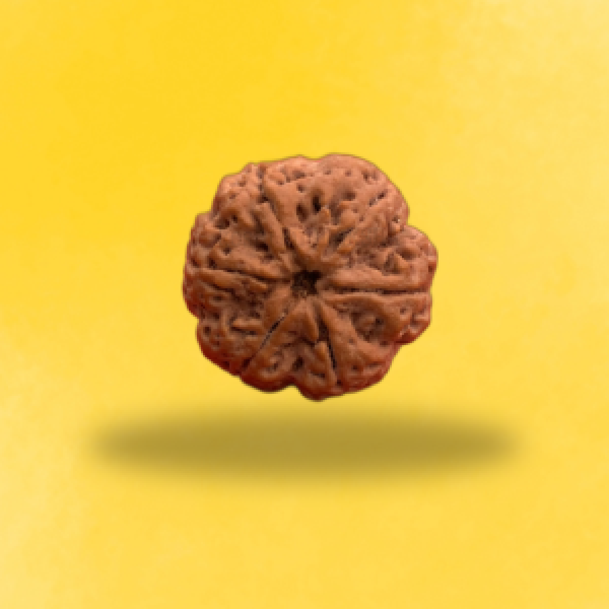 6 mukhi Rudraksha 1