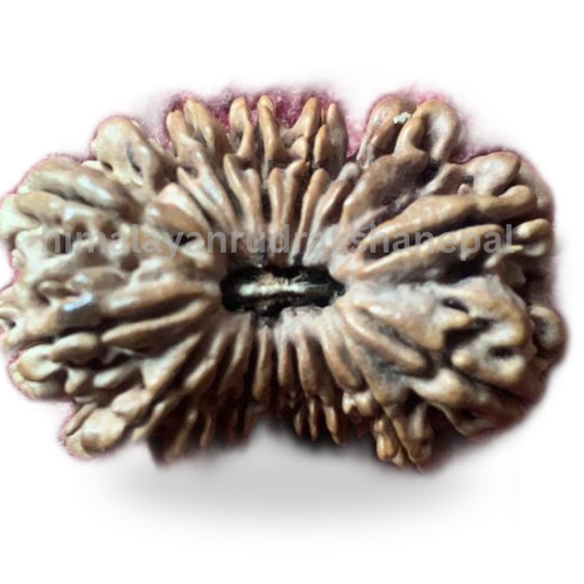 Rudraksha 16 Mukhi 1