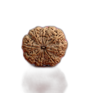 10 mukhi collective thumb 0